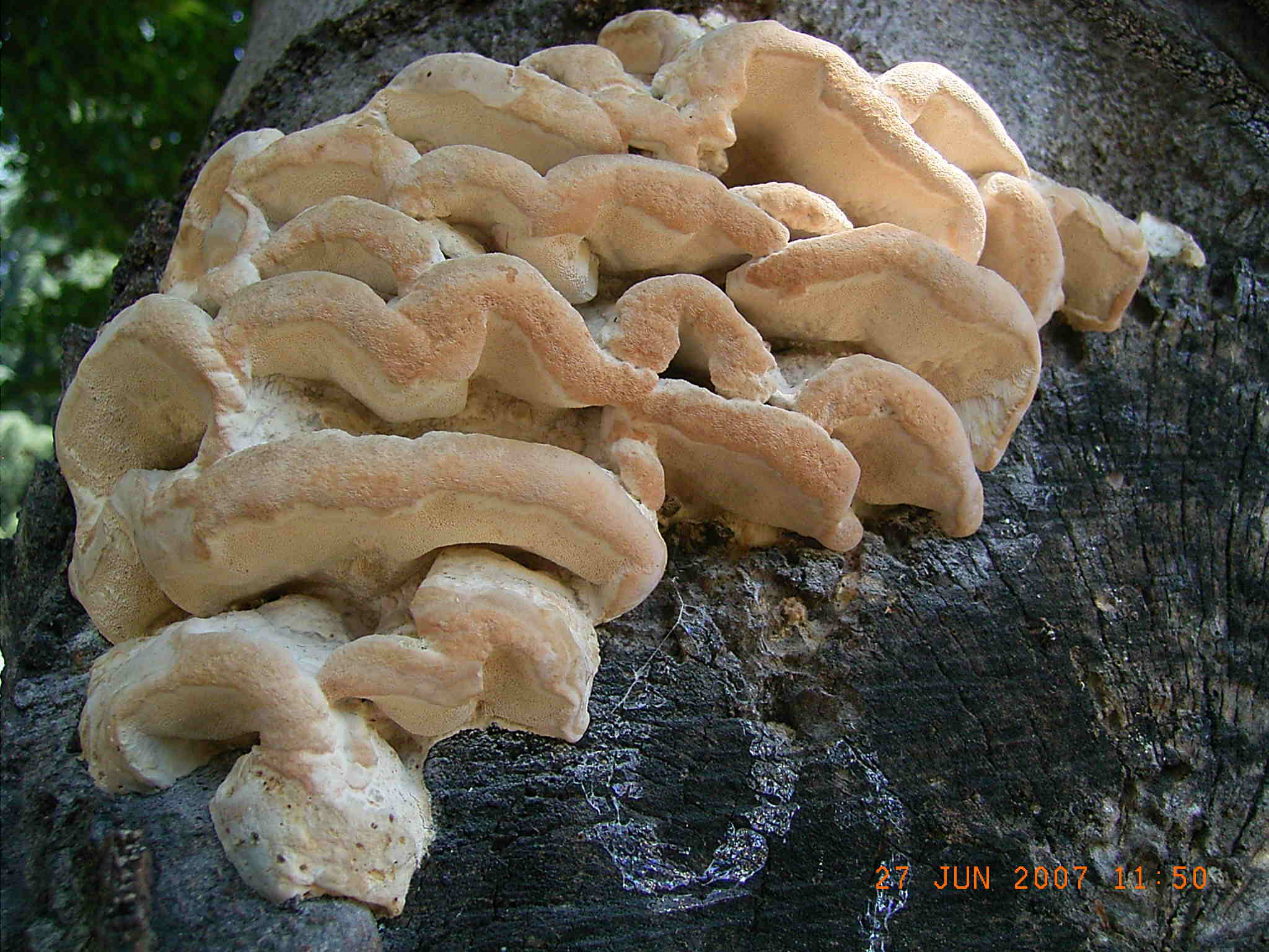 PRESUNTA  POLIPORACEA (cfr. Laetiporus sulphureus)